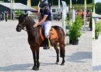 alleskunner B pony, Dieren en Toebehoren, Gechipt, B, Ruin, Springpony
