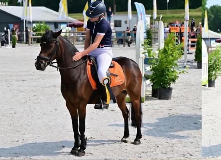 alleskunner B pony, Animaux & Accessoires, Poneys, Hongre, B, Poney B (1.17 m à 1.27 m), Poney de saut, 11 ans ou plus, Avec puce électronique