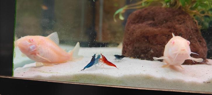 Neocaridina op leidingwater en kamertemperatuur, Dieren en Toebehoren, Vissen | Aquariumvissen, Zoetwatervis, Kreeft, Krab of Garnaal