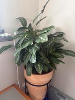 Calathea plant, Huis en Inrichting, Kamerplanten, Ophalen