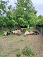 Schapen