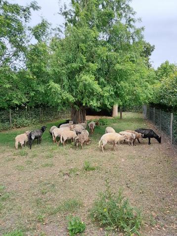Schapen