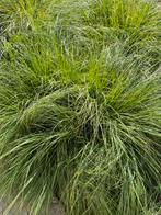 Siergrassen gratis, Tuin en Terras, Planten | Tuinplanten, Ophalen, Siergrassen