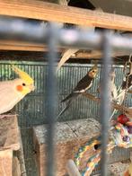 MOOIE KLEUREN KWEEKRIJPE VALKPARKIETEN VANAF 60 EURO, Dieren en Toebehoren, Vogels | Parkieten en Papegaaien, Meerdere dieren