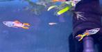 20 Endler guppy's en guppy's: mix Prijs per stuk: €1 of 15 e, Dieren en Toebehoren, Vis, Zoetwatervis