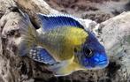 Aulonocara "Blue Neon", Vis, Zoetwatervis