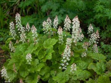 Tiarella cordifolia 'Moorgrün'  beschikbaar voor biedingen