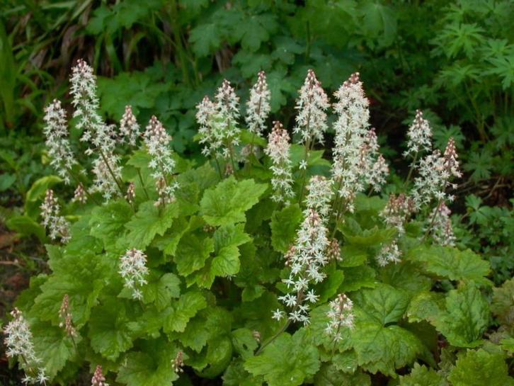 Tiarella cordifolia 'Moorgrün', Tuin en Terras, Planten | Tuinplanten, Vaste plant, Bodembedekkers, Halfschaduw, Lente, Ophalen