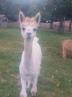 Alpaca koppel met hengst veulen, September, Meerdere dieren