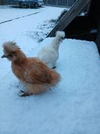 Zijdehoenen , verschillende leeftijden en kleuren, Femelle, Poule ou poulet