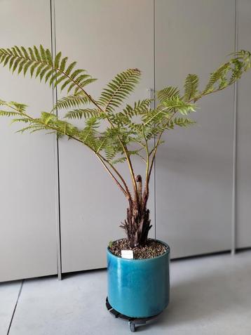 Fern Cyathea cooperi Exotische plant tuin palmboom beschikbaar voor biedingen