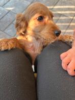 Coocker, Dieren en Toebehoren, Honden | Teckels en Dashonden, België, Standaard, Particulier, 8 tot 15 weken