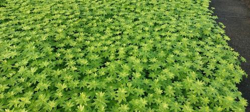Lievevrouwbedstro = gemakkelijke bodembedekker, Tuin en Terras, Planten | Tuinplanten, Vaste plant, Bodembedekkers, Volledige schaduw