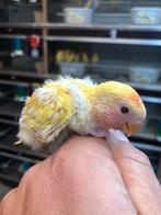 Baby lutino opalin dwergpapegaai