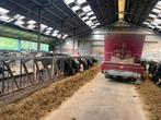 Hakselmais / kuilmais 200ton, Dieren en Toebehoren, Ophalen, Vee