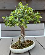 Ulmus Parvifolia bonsai - Shohin, Ophalen