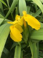 Gele iris, Enlèvement, Plante fixe