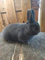 Blauwe Wener voedster, Dieren en Toebehoren, Konijnen, Vrouwelijk, Middelgroot, 0 tot 2 jaar