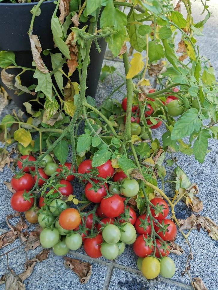 5 graines de tomates cerises Whipper Snapper - pour terrasse, Jardin & Terrasse, Bulbes & Semences, Graine, Printemps, Mi-ombre