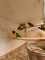 Verschillende personata's, Dieren en Toebehoren, Meerdere dieren, Dwergpapegaai of Agapornis, Geringd