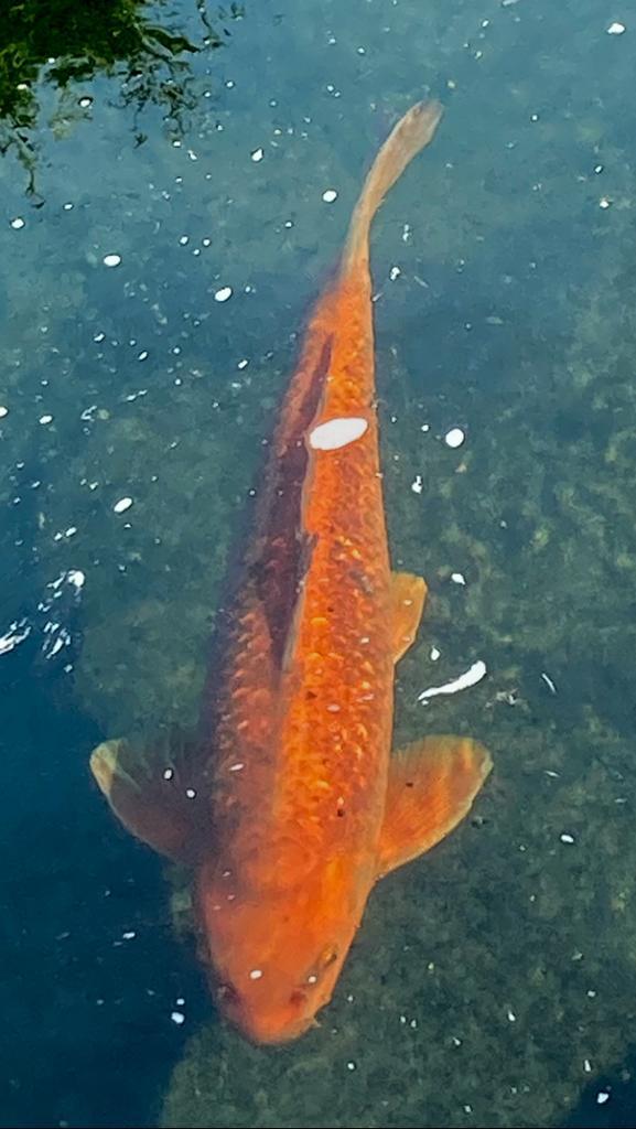 Yamabuki , Chagoi , Kujaku en Kikokuryu koi te koop of ruil, Dieren en Toebehoren, Vissen | Vijvervissen