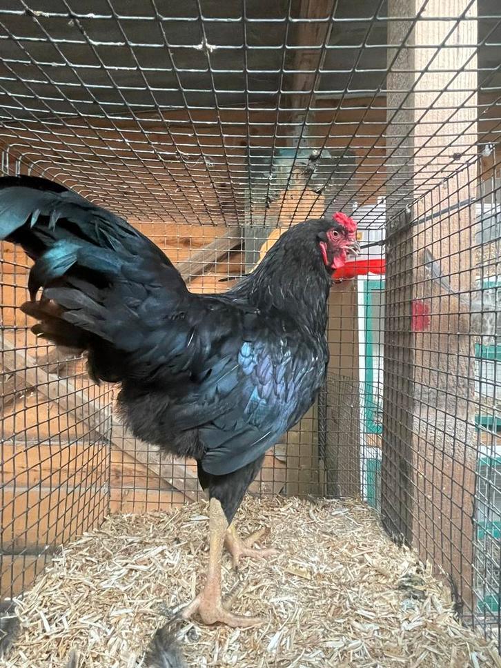 Prachtige kleurlegger haan!, Dieren en Toebehoren, Pluimvee, Kip, Mannelijk