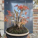 Acer Bonsai Klompstijl, Tuin en Terras, Planten | Bomen, Ophalen, Lente