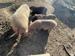 dieren, Dieren en Toebehoren, Overige Dieren, Mei, Mannelijk