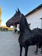 9 jarige dressuurmerrie, Dieren en Toebehoren, Paarden, Merrie, B, Gechipt, 7 tot 10 jaar