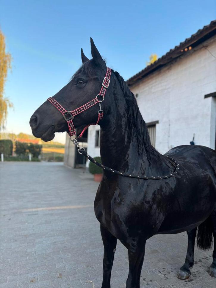 9 jarige dressuurmerrie, Dieren en Toebehoren, Paarden, Merrie, B, 160 tot 165 cm, 7 tot 10 jaar, Recreatiepaard, Met stamboom