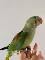Super tamme Grote Alexander papegaai, Dieren en Toebehoren, Vogels | Parkieten en Papegaaien, Papegaai, Geringd