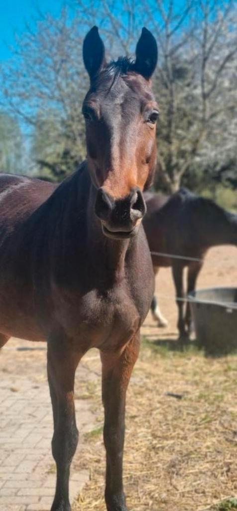 Jument de sport, Animaux & Accessoires, Chevaux & Poneys | Selles, Enlèvement ou Envoi