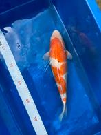 Japanse Gin Rin Kohaku 46cm 2J Female kweker Ogata, Dieren en Toebehoren, Karper of Koi