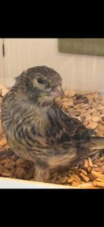 Zwart geel mozaiek kanaries, Dieren en Toebehoren, Kleurkanarie