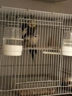 Cage calopsitte reproduction, Dieren en Toebehoren, Vogels | Hokken en Kooien, Ophalen of Verzenden, Zo goed als nieuw