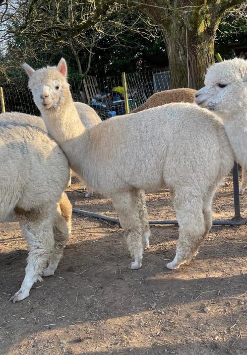 Jonge dekrijpe alpaca merrie, Dieren en Toebehoren, Overige Dieren, Vrouwelijk