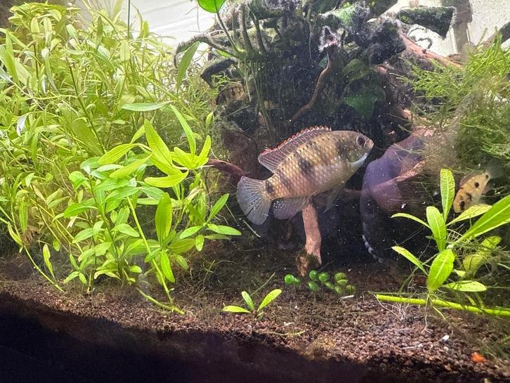 Afrikaanse Vlinder Cichlides, Hobby en Vrije tijd, Overige Hobby en Vrije tijd, Nieuw, Ophalen