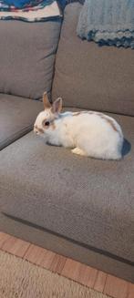 Dwergkonijntje ram, Dieren en Toebehoren, Konijnen