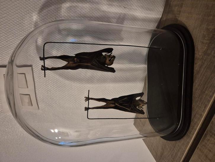 Vleermuizen onder stolp, Hobby en Vrije tijd, Overige Hobby en Vrije tijd, Zo goed als nieuw, Ophalen of Verzenden