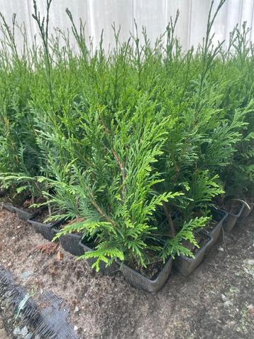 Thuja Plicata Atrovirens beschikbaar voor biedingen