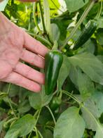 BIO Jalapeño, Ophalen