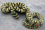 Gezocht slangen snakeday, Slang