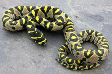 Gezocht slangen snakeday  beschikbaar voor biedingen