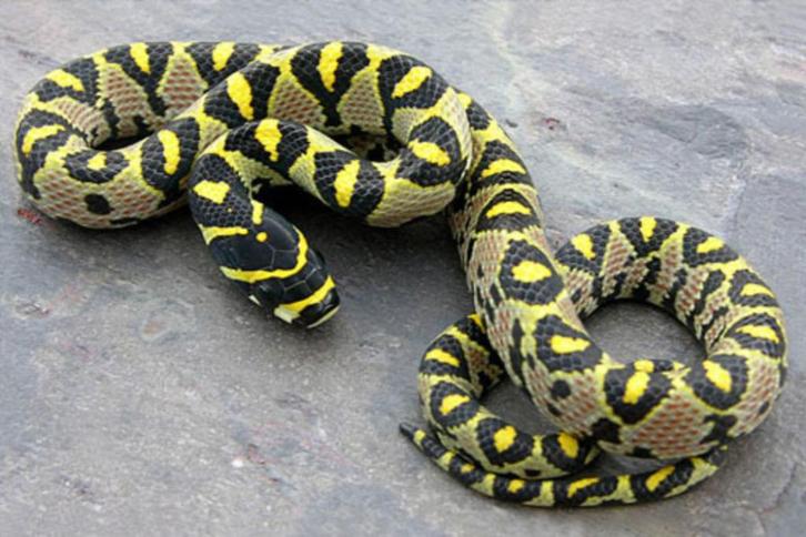 Gezocht slangen snakeday, Dieren en Toebehoren, Reptielen en Amfibieën, Slang