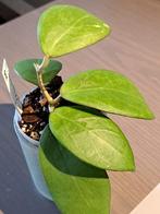 2 hoya sunshine-mb-1594  geworteld, Huis en Inrichting, Kamerplanten, Minder dan 100 cm, Halfschaduw, In pot, Bloeiende kamerplant
