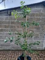 Ginkgo biloba / Royal Empress tree / Japanse notenboom, Tuin en Terras, Planten | Bomen, Bloeit niet, 100 tot 250 cm, Volle zon