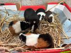 Cavia beertjes, Dieren en Toebehoren, Cavia, Augustus, Mannelijk, Tam