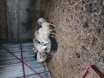 Lammeren te koop, Dieren en Toebehoren, Schapen, Geiten en Varkens