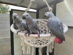 grijze roodstaarten handtam - Gris du Gabon, Meerdere dieren, Papegaai, Geringd