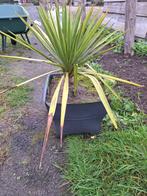 Yukka, Tuin en Terras, Ophalen of Verzenden